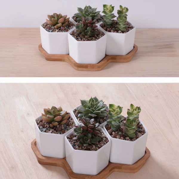 Beehive Planter Set – 4 Ceramic Planters with Bamboo Tray