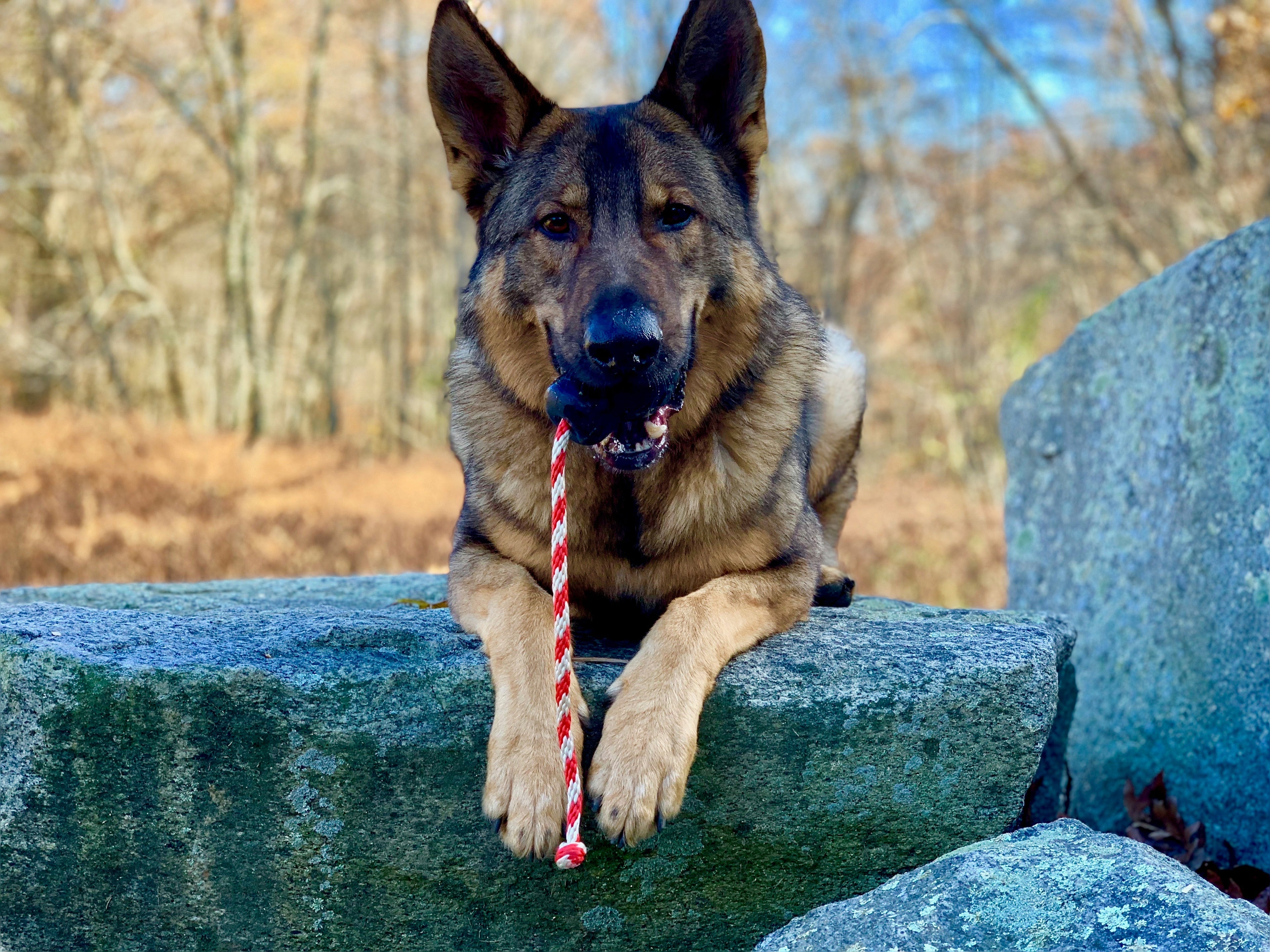 USA-K9 Magnum Skull by SodaPup black rubber dog chew toy and treat dispenser made in the USA for extreme chewers and dogs approximately 30 to 65 pounds.