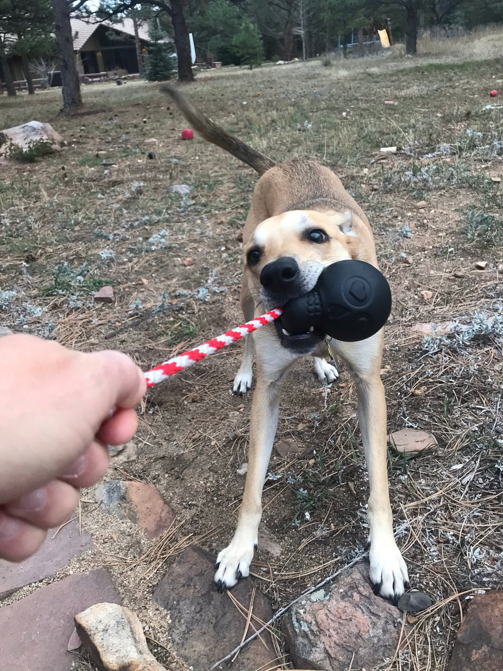 USA-K9 Magnum Skull by SodaPup black rubber dog chew toy and treat dispenser made in the USA for extreme chewers and dogs approximately 30 to 65 pounds.