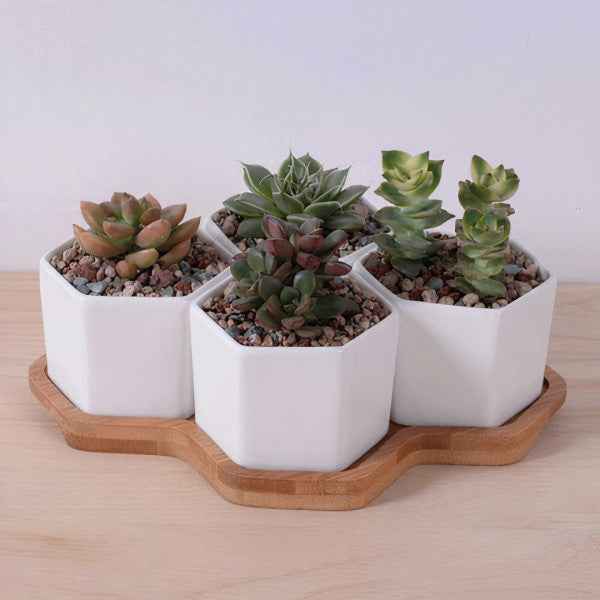 Beehive Planter Set – 4 Ceramic Planters with Bamboo Tray