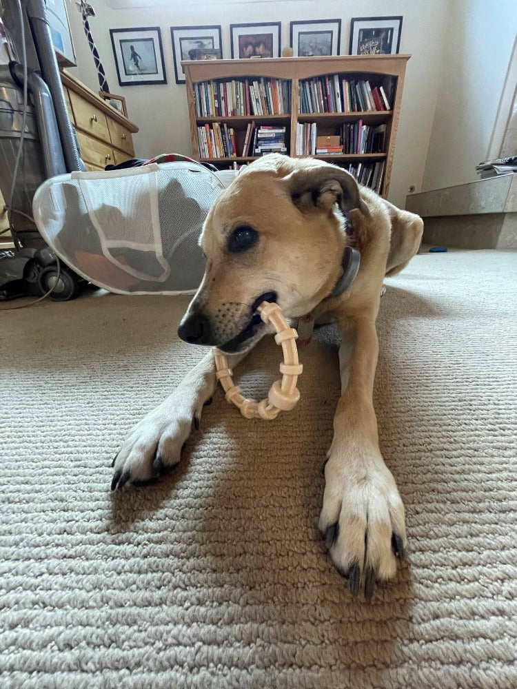 SodaPup Honey Bone chicken flavored nylon teething ring with textured ridges for puppies and power chewers up to 55 pounds.