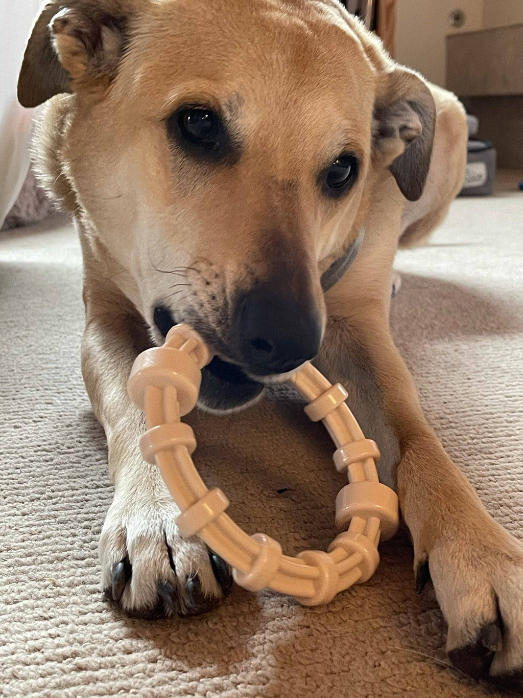 SodaPup Honey Bone chicken flavored nylon teething ring with textured ridges for puppies and power chewers up to 55 pounds.